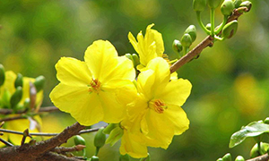 Chùa Phật Tổ Queensland